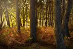 New to autumn woodland photography? Learn simple beginner tips for light, focus, and composition on a forest walk, no fancy gear needed