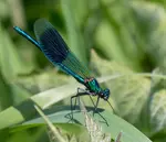 banded-demoiselle-at-titchmarsh.jpg