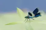 During the summer I turn to taking photos of dragonflies and damselfies as there are fewer birds around