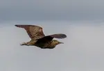 When flying against the sky the bittern is clearly visible. But against reeds?