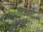 Learn the best tips for photographing wild English bluebells, from lighting and gear recommendations to creative composition and post-processing techniques