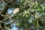 Discover woodland birds on a peaceful spring walk. Spot chiffchaffs, woodpeckers, nuthatches, goldcrests and more — no expert gear or ID skills needed.