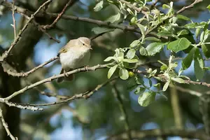  Identify common UK woodland birds by their calls and appearance. A simple, beginner-friendly guide to the birds you'll see and hear on a walk through the woods.