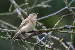 A common chiffchaff perched on a lichen-covered branch, looking slightly upward. The bird appears compact and alert, with olive-brown upperparts, pale underparts, and dark legs.