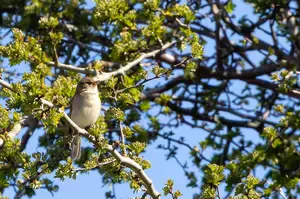 Meet the Common Chiffchaff — a small warbler that sings its own name. Identify it by song and sight, plus where to find it and when to listen for it in the UK.