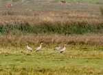 A call echoes across the fens. See the giant Common Crane for yourself. This is my story & the tips you need to find this truly unforgettable UK bird.