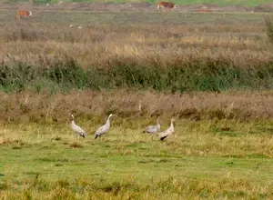 A guide to spotting common cranes in the UK — when and where to see them, including the Nene Washes. Tips for your first crane-watching visit.