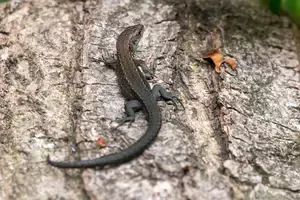 Feeling overwhelmed by nature? Discover Monks Wood, Cambridgeshire's quietest ancient woodland. Get simple tips to find peace and make your first discovery.