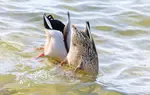 Ducks in the UK are more varied than you might think. discover where to find them, how to tell them apart, and what to notice on your next walk near water.