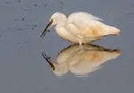 egret-at-spurn.png