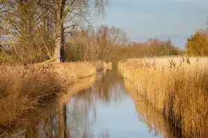 What's RSPB Fowlmere really like? Teal, brown hares, grebes with chicks and sedge warblers in the reeds. A quiet Cambridgeshire reserve worth slowing down for