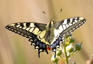 Where and when to find rare swallowtail butterflies in the Norfolk Broads, plus tips for photographing Britain's largest and most elusive butterfly.