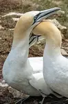 gannet courtship
