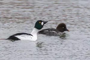 8 bird hides, goldeneye, bitterns and avocets around an 80-hectare Cambridgeshire reservoir. A 9-mile circular walk with cafe, hides and seasonal highlights