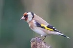 What bird is this? Use this beginner-friendly UK bird guide to identify garden birds by colour, size, sound and behaviour — with photos and tips.