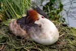 Follow the great crested grebe through a full breeding season—courtship displays, floating nests, fuzzy chicks, and stunning wildlife photography.