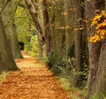 hinchingbrooke-country-park-autumn.jpg