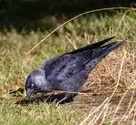 A Jackdaw on the ground in bright sunlight, leaning forward on short grass with a curved grass stem arched above its back.