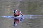 A review of Barnwell Country Park, Northamptonshire and the wildlife that can be seen and photographed when visiting including kingfishers and otters