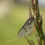 Choosing your first wildlife photography camera? This guide breaks down affordable mirrorless and DSLR cameras, explaining the key features to look for without the overwhelm.