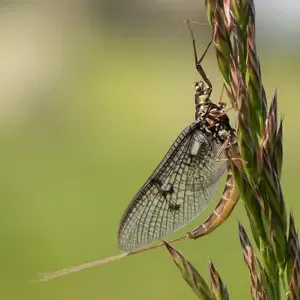 may fly