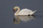 Learn many surprising mute swan facts about their lives and discover how to take great photos with plenty of detail in those beautiful white feathers