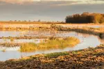 Discover the magic of RSPB Nene Washes in winter. See photos of Short-Eared Owls, Whooper Swans, deer & get visitor tips for this Cambridgeshire gem.