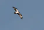 The story of our adventures on one of Rutland Water's Osprey Cruises