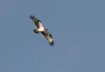 The story of our adventures on one of Rutland Water's Osprey Cruises