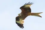 Fermyn Woods Country Park is an ideal place for a nature walk