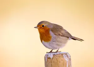 What does aperture actually change? Why does shutter speed matter? See how each setting transforms your photos, with real wildlife examples from the field.