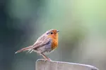Stop memorising lists. Start making friends. A simple, personal method for how to identify wild birds. Turn a confusing blur into characters you know by name.