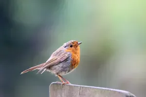 Stop memorising lists. Start making friends. A simple, personal method for how to identify wild birds. Turn a confusing blur into characters you know by name.