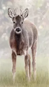 A week at Spurn Point during autumn migration. Gannets, short-eared owls, waders and a rare booted warbler. Walking tips for this East Yorkshire sand spit.