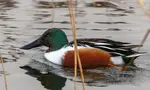 The spatula shaped beak of a shoveler duck