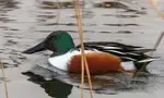 This guide turns you into a nature detective, showing you how to read the story of a bird's life just by looking at its beak type. and uses.