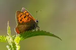 Butterfly photography - find out what equipment you need and how to use it to take beautiful butterfly photos