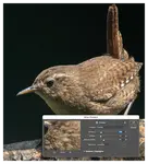 Make wildlife photos crisp. Learn how to sharpen wildlife images in Photoshop, Lightroom, and Topaz Sharpen AI, fix motion blur, and avoid halos.