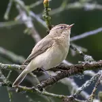 Species ID and photography guides for UK wildlife — birds, butterflies and small creatures with practical tips for improving your photos