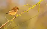 Discover essential wildlife photography tips for beginners that will help you get great photos straight away. Example photos included.  