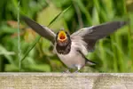 Tired of blurry bird photos? Learn how Shutter Priority mode gives you control over motion in wildlife photography. Step-by-step guide included.