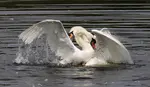 Curious how fierce a mute swan attack can be? Join a photographer at Paxton Pits as a territorial fight erupts, cygnets hide and terns dive-bomb the chaos.