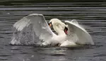 A mute swan attack can be ferocious as we discovered when two male mute swans began fighting in front of us!
