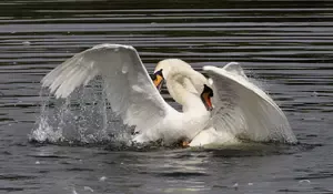 A 30-minute mute swan fight witnessed from a bird hide: first strikes, attempted drowning, and terns dive-bombing overhead. Why do mute swans fight this hard?