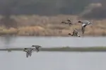 Rutland Water Nature Reserve - an account of a day spent photographing the wildlife at this important reservoir and wildfowl reserve