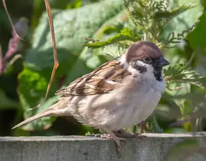 Gannets, puffins, guillemots and razorbills on the dramatic cliffs of Flamborough Head. What to see, when to visit, plus the Yorkshire Belle boat trip.