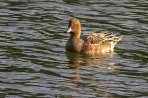Eight bird hides around the shoreline, egrets, grebes and red-crested pochards. A 7-mile reserve walk in Northamptonshire. Permit needed, free for members
