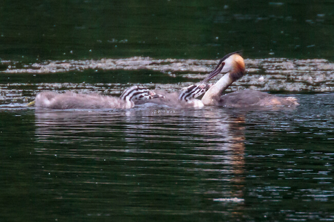 two baby great crested grebes resting near parent after sibling loss