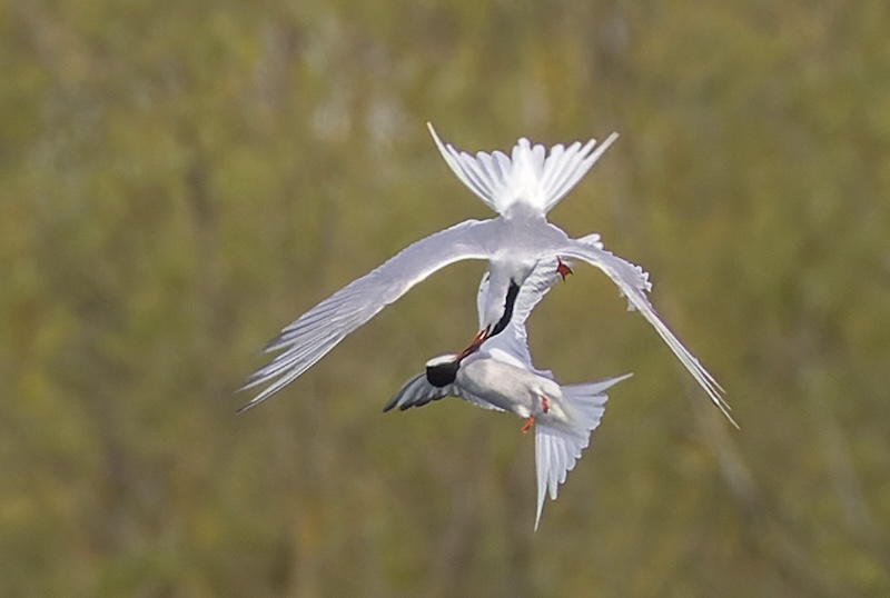 Dynamic mid-air interaction between two Common Terns, frozen in sharp detail by a fast shutter speed.
