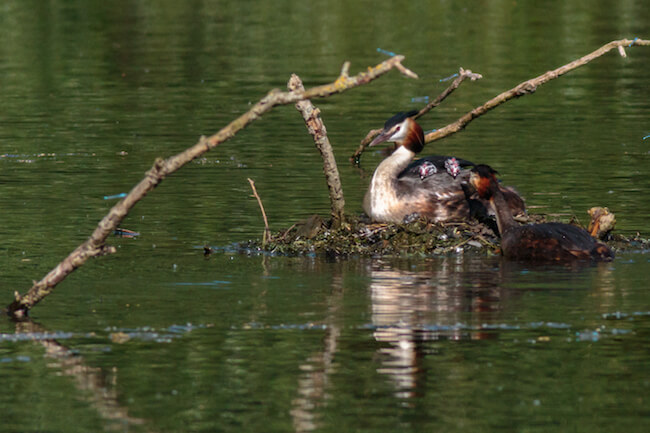 baby grebes riding on parent's back after hatching